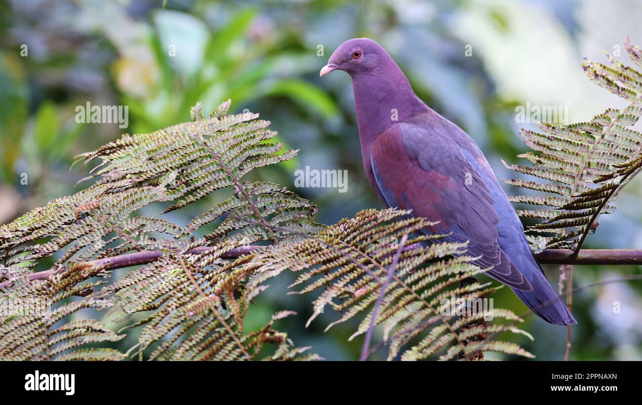 Red-billed pigeon, bird of Costa Rica Stock Photo