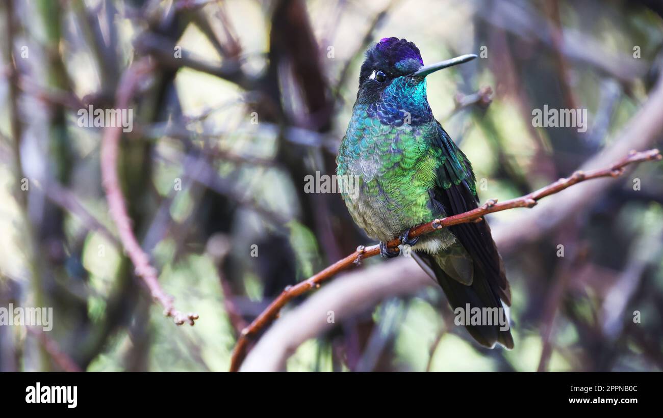 Talamanca hummingbird, colorful jewel of Costa Rica Stock Photo