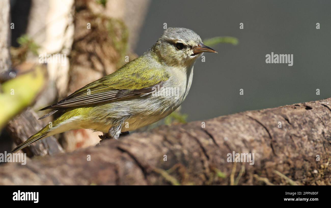 Tennessee warbler in Costa Rica Stock Photo