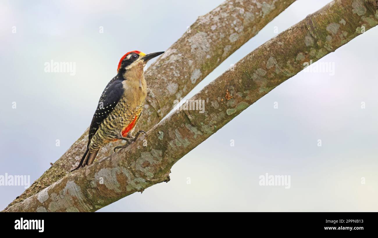 Black-cheeked woodpecker on a tree trunk, Costa Rica Stock Photo