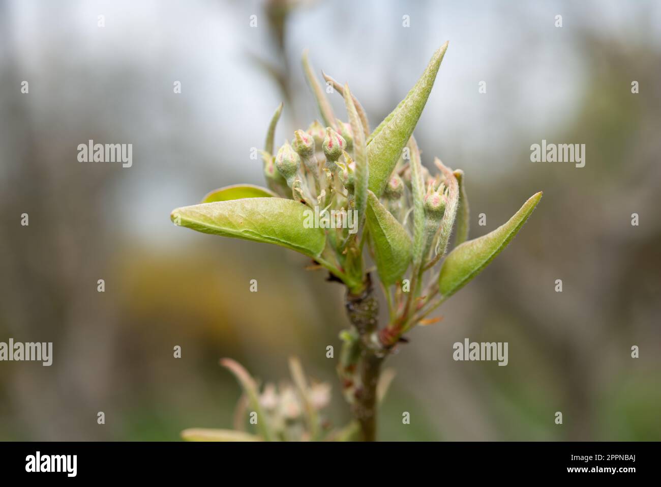 pear fruit tree blossom bud cluster with new foliage on a bokeh background Stock Photo