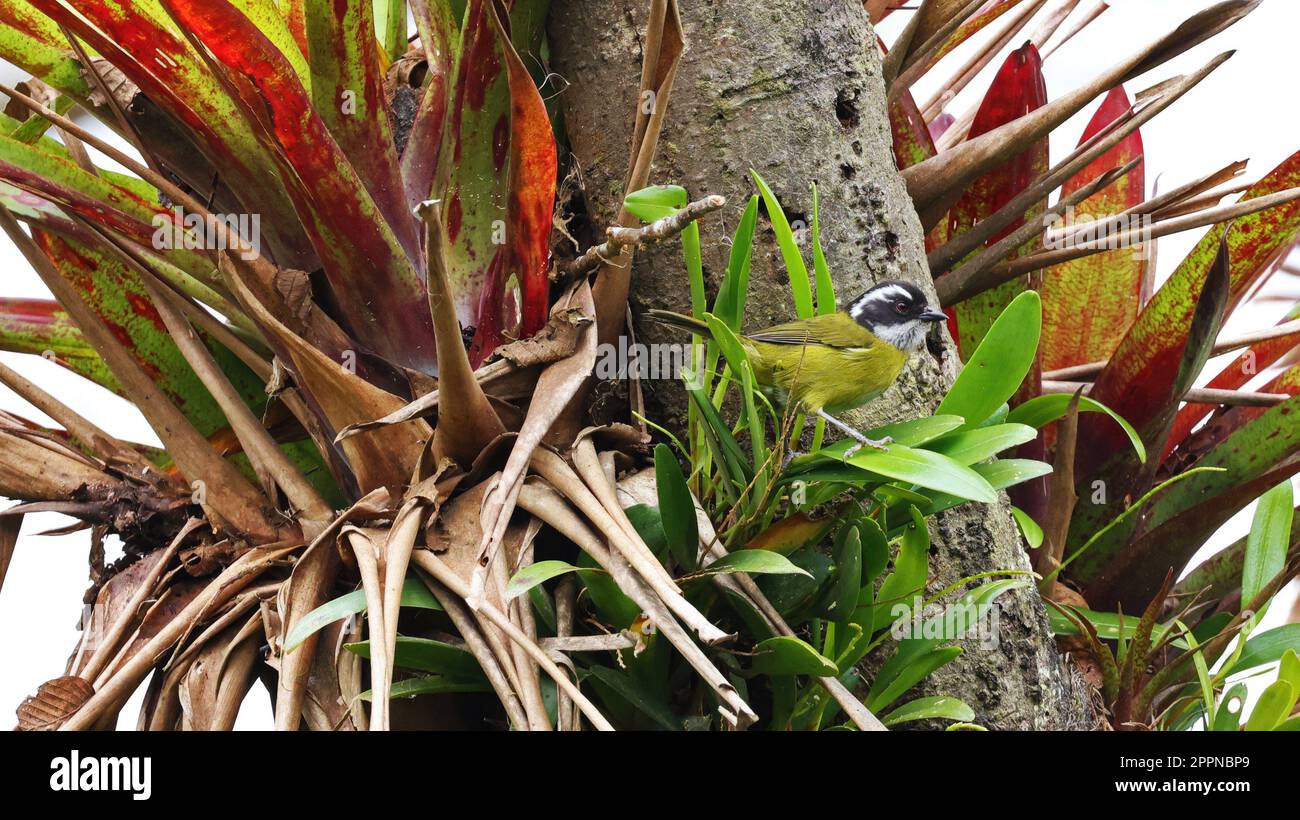 Sooty-capped chlorospingus surrounded by bromelias, Costa Rica Stock Photo