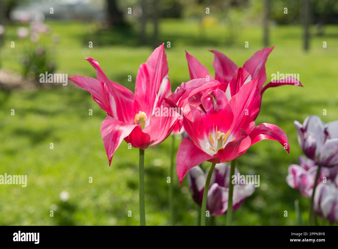 variegated pink and white striped star shaped tulips in bloom in an orchard Stock Photo