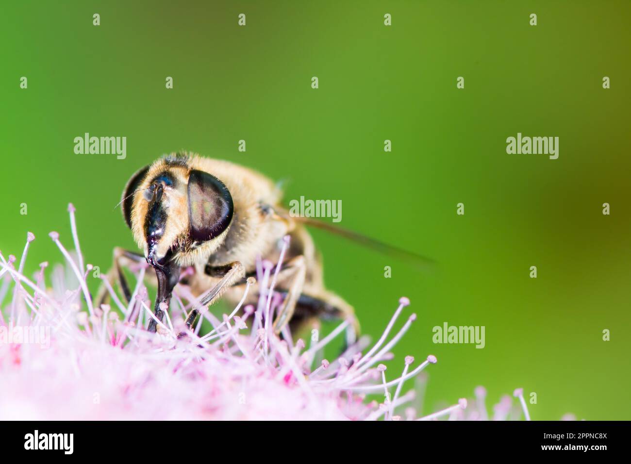 Bee on the blossoms of (spiraea japonica) flower Stock Photo