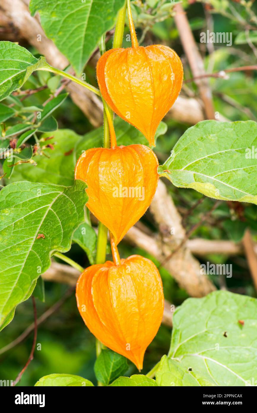 Closeup of a orange Chinese Lantern Liliy Stock Photo