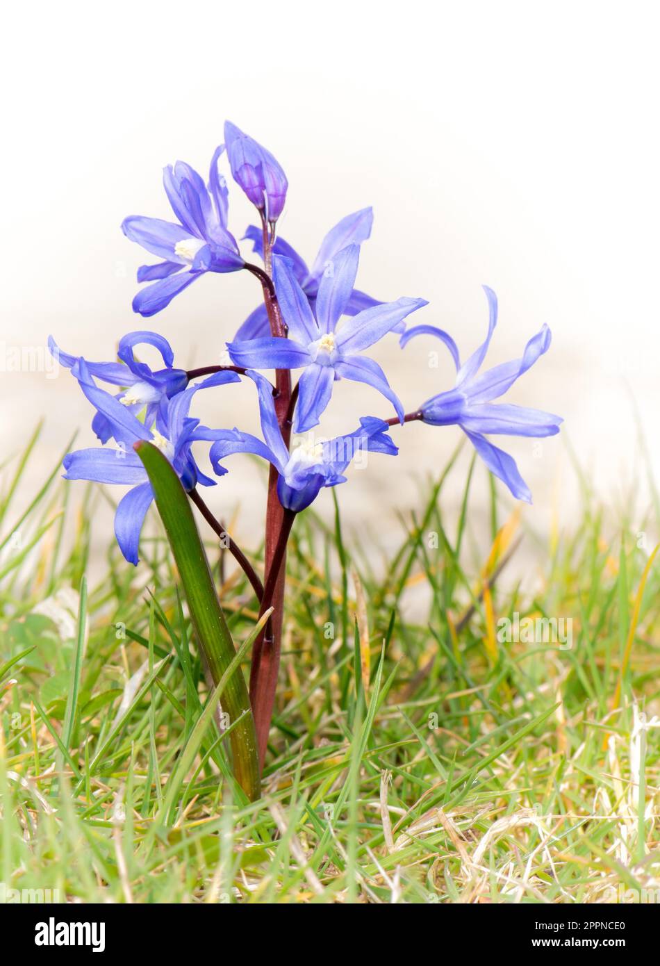 Macro of a blue Scilla flower (Chionodoxa luciliae) in the grass Stock Photo
