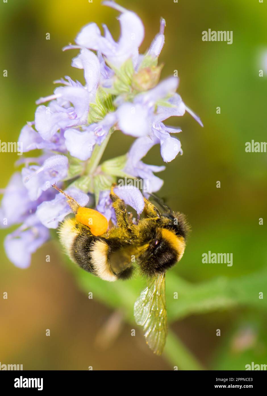 Bumblebee collecting nectar at a (Veronica spicata) flower Stock Photo