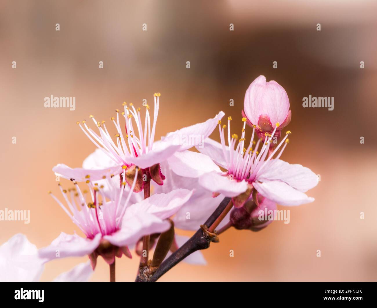 Blossoming season with pink plum blossoms Stock Photo