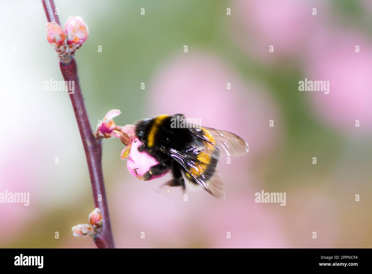 Bumbleee collecting pollen and nectar at pink cherry blossom Stock Photo
