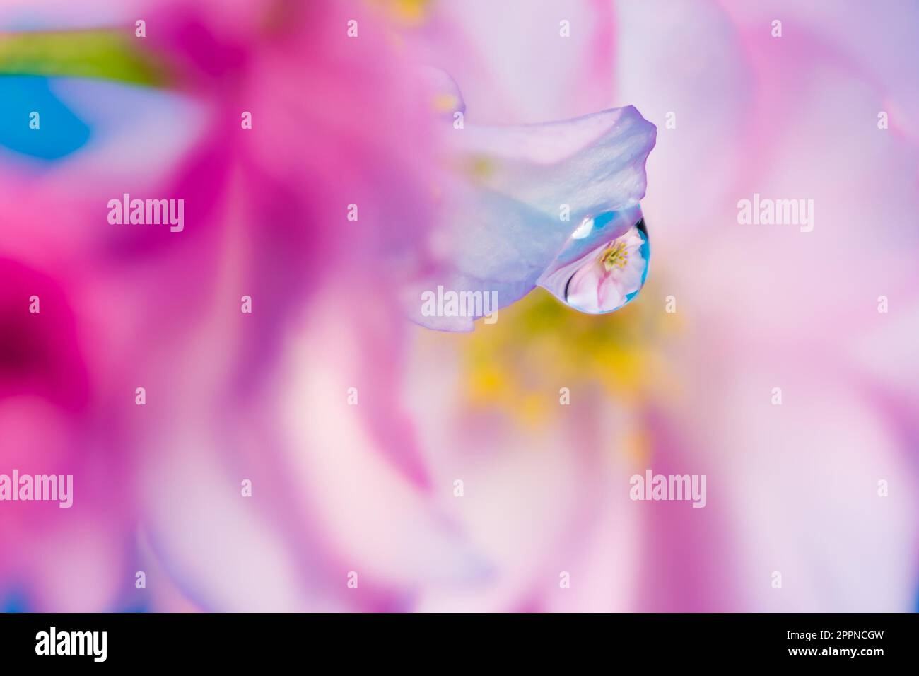 Abstract pink floral macro background with waterdrop reflection Stock Photo