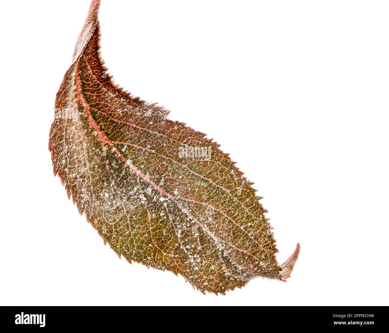 Isolated leaf of an apple tree with powdery mildew (Podosphaera leucotricha), a fungal disease Stock Photo
