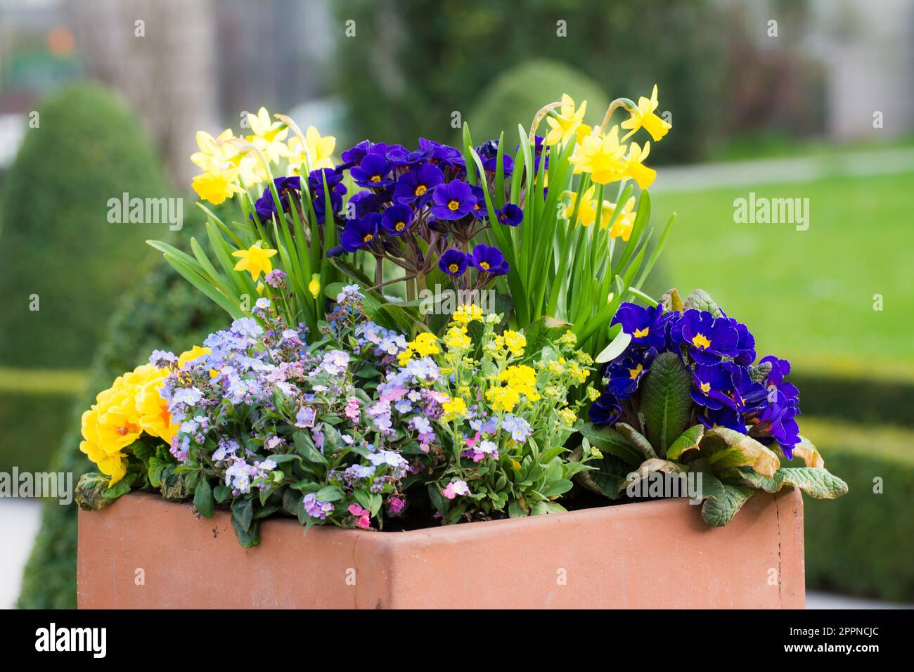 Rectangular flower pot in a park filled with pansies and daffodiles Stock Photo