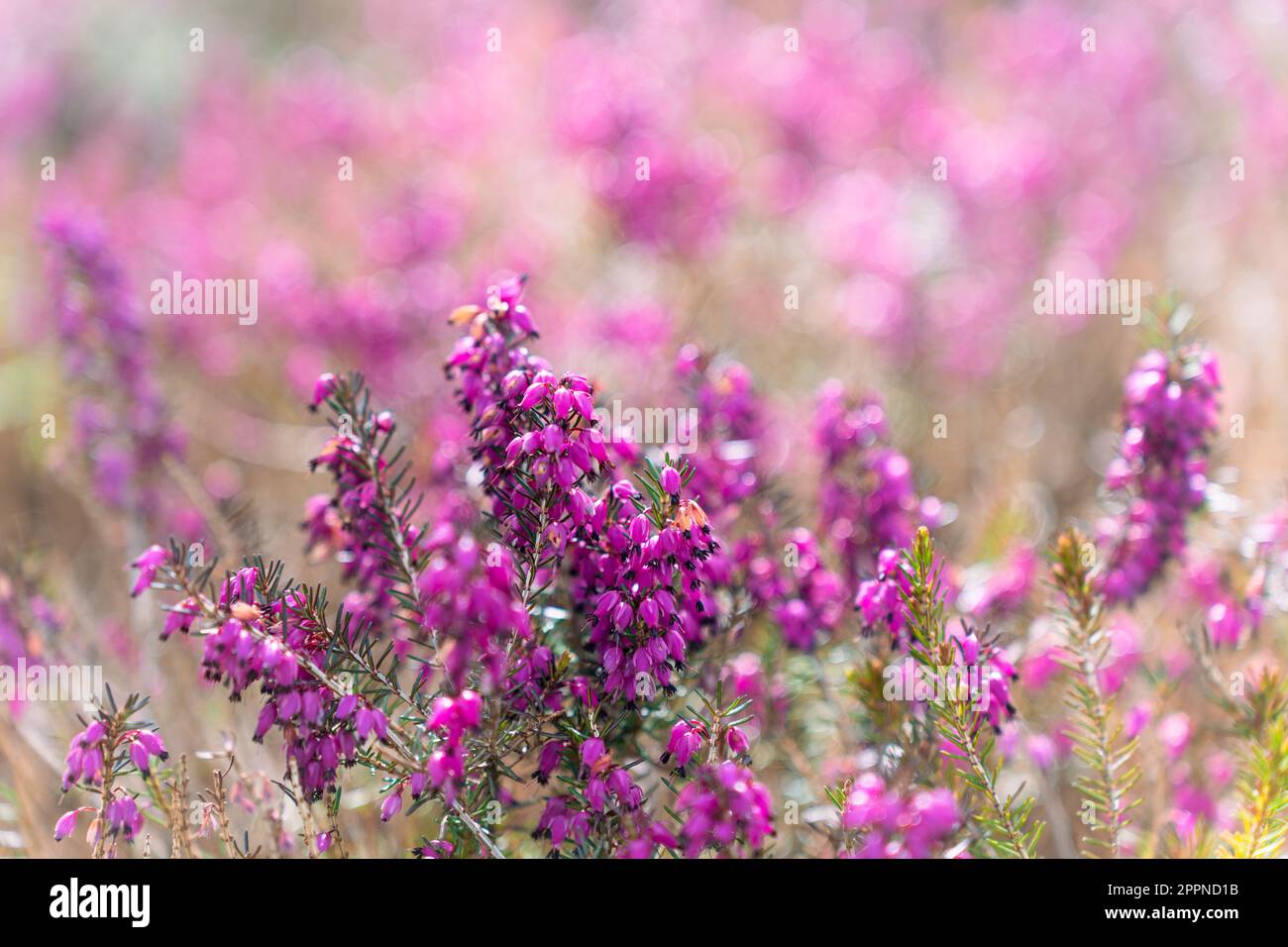 Calluna vulgaris, common heather, ling, or simply heather during blooming, selective focus. Stock Photo