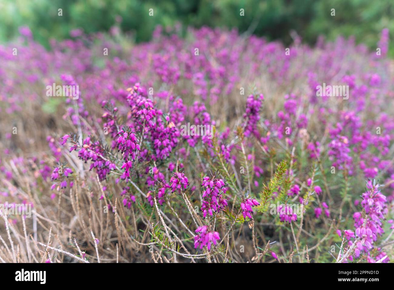 Purple flowers og Calluna vulgaris, common heather, ling, or simply heather in spring. Stock Photo
