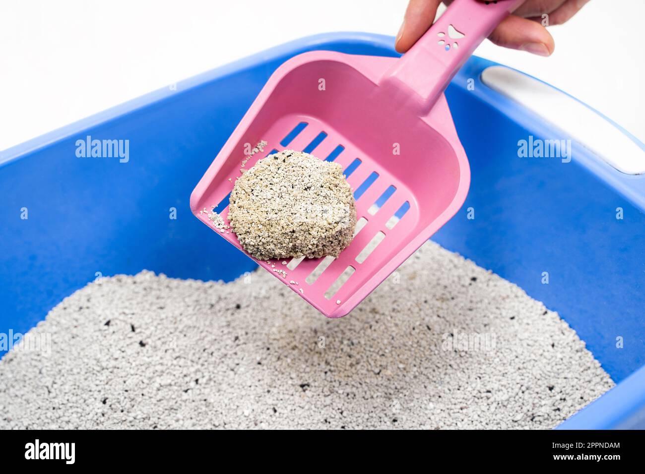 Clumping Bentonite Cat Litter tray on pink scoop at home. Bright blue pet tray. Cleanliness, pet care and hygiene concept. Closeup. Stock Photo