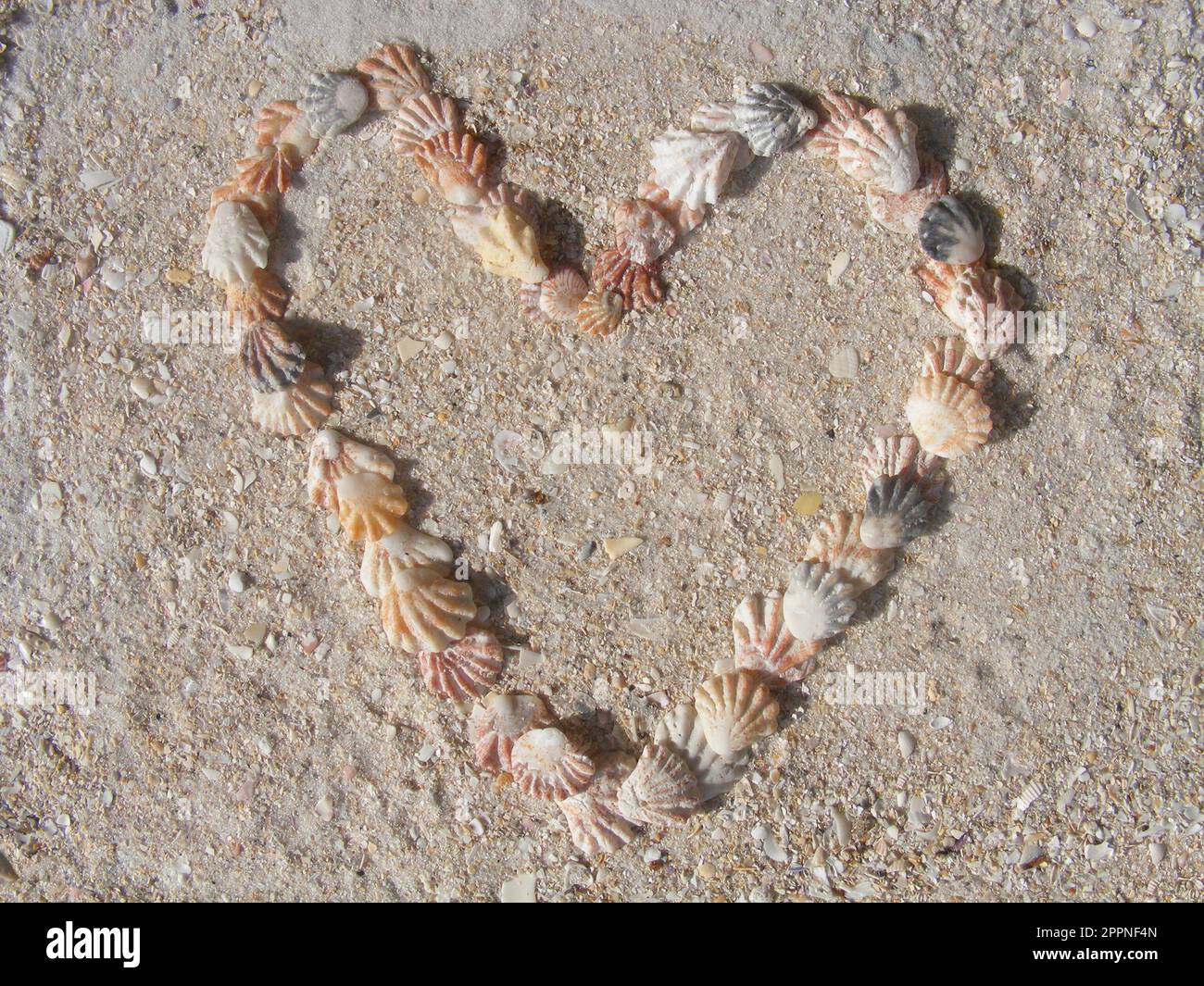 Kittens paw shells, plicatula gibbosa in the shape of a heart on the beach at Sanibel, Florida, USA Stock Photo