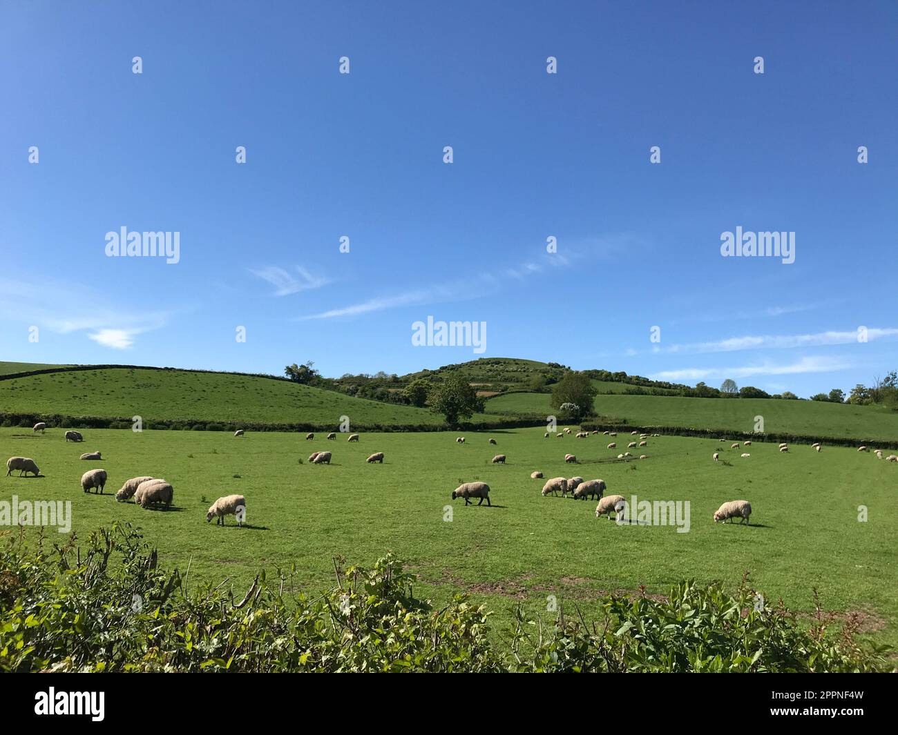 Beautiful summer landscape, sheep grazing on lush green pasture fields, Somerset, England Stock Photo
