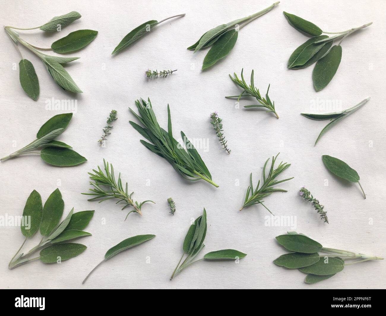 Herbs isolated on a white background, including  fresh sage, tarragon, rosemary and thyme Stock Photo