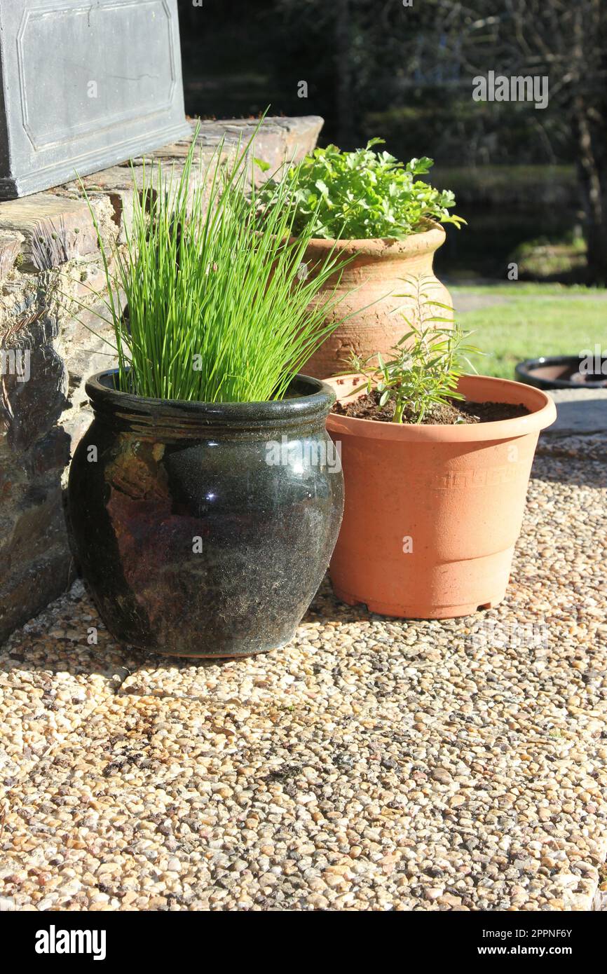 Herbs growing in pots Stock Photo