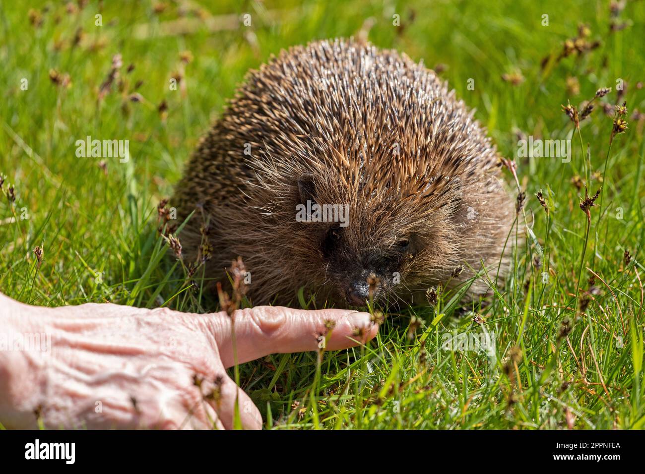 Hedgehog (Erinaceidae) taking a smell at a woman´s finger, Krummsee, Malente, Schleswig-Holstein, Germany Stock Photo