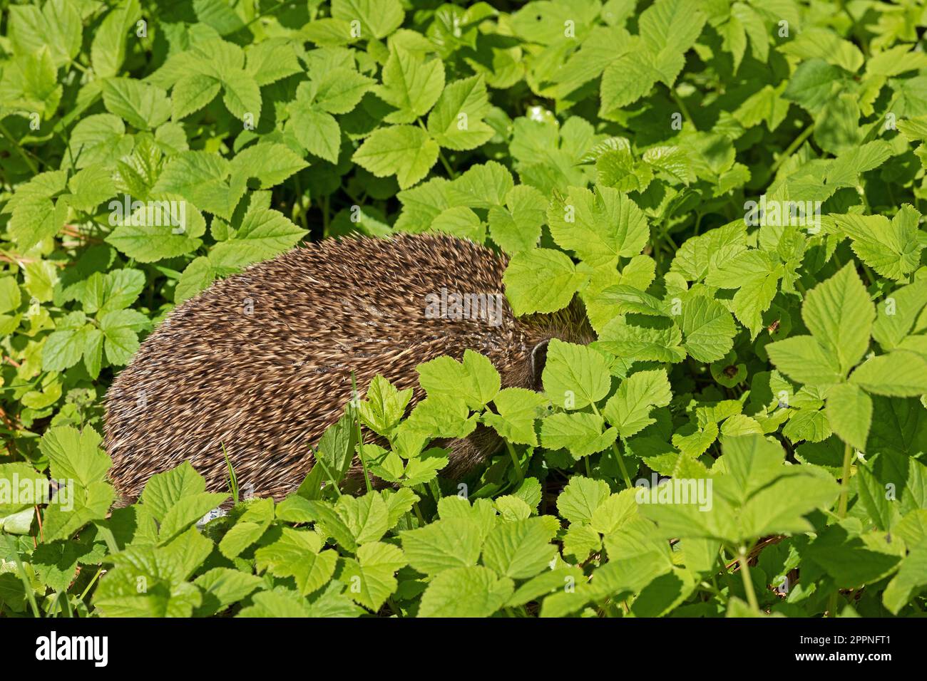 Hedgehog (Erinaceidae) hiding between leaves, Krummsee, Malente, Schleswig-Holstein, Germany Stock Photo