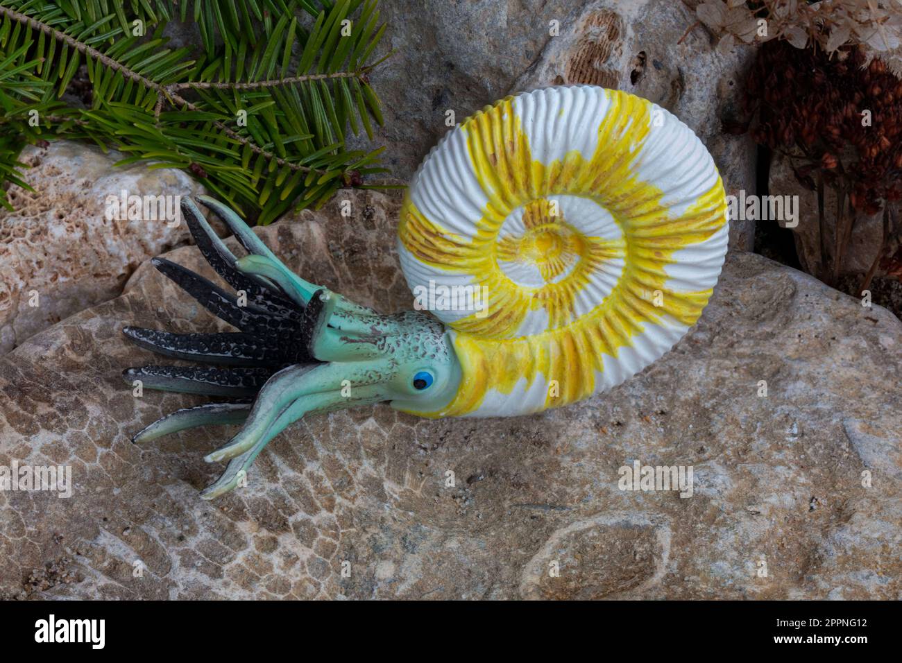 The Bullyland Ammonite, smaller model. Stock Photo