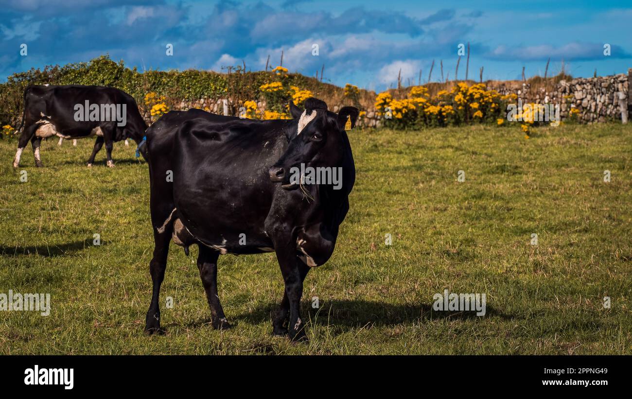 One cute black cow in the pasture of an Irish dairy farm. Black cow on grass field Stock Photo