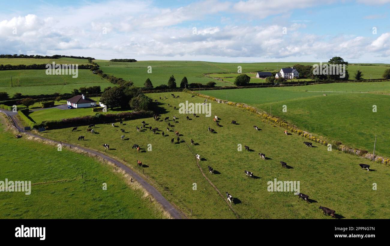 A herd on a green pasture in Ireland, top view. Organic Irish farm. Cattle grazing on a grass field, landscape. Animal husbandry. Green grass field un Stock Photo