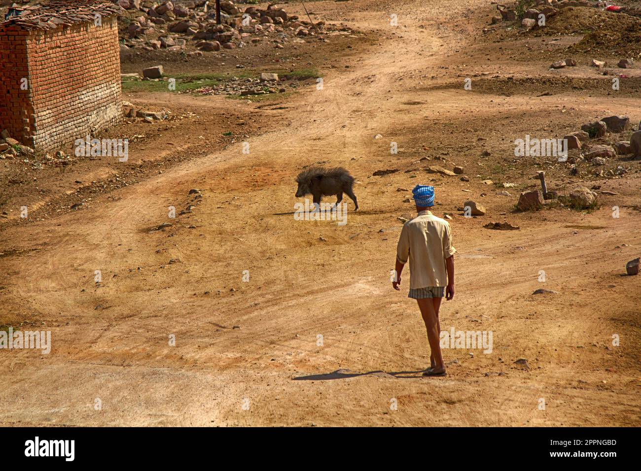 India, Khajuraho - 23 March 2018: Woolly long-tailed pig and man on the street of the village-the proximity to the wild ancestor. India, Madhya Prades Stock Photo