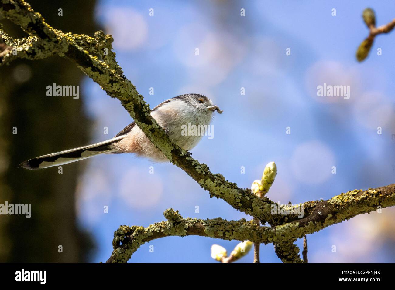 Long tailed tit (Aegithalos caudatus) collecting food with caterpillar in beak and a pretty bokeh background and blue sky, West Yorkshire, England, UK Stock Photo