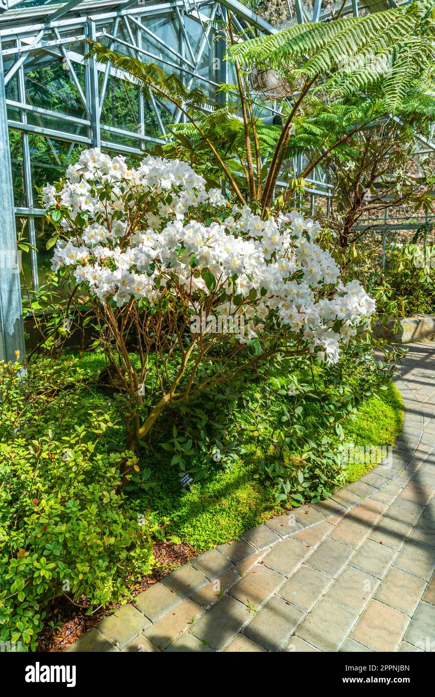 White blooming flowers in a greenhouse at the Rhododendron Speices Botanical Garden in Federal Way, Washington. Stock Photo