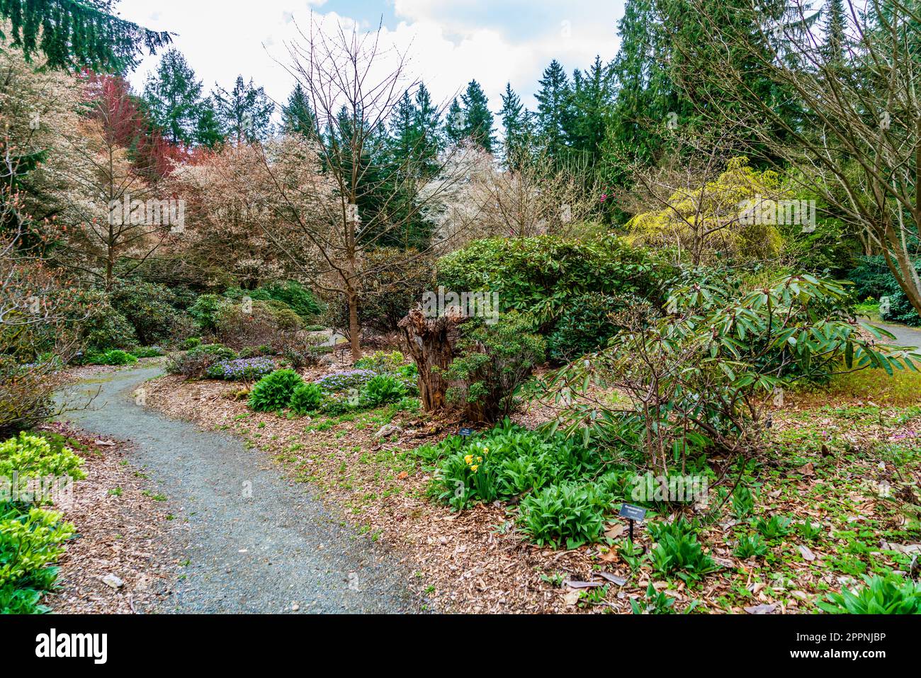 Landscape at the Rhododendron Speices Botanical Garden in Federal Way, Washington. Stock Photo