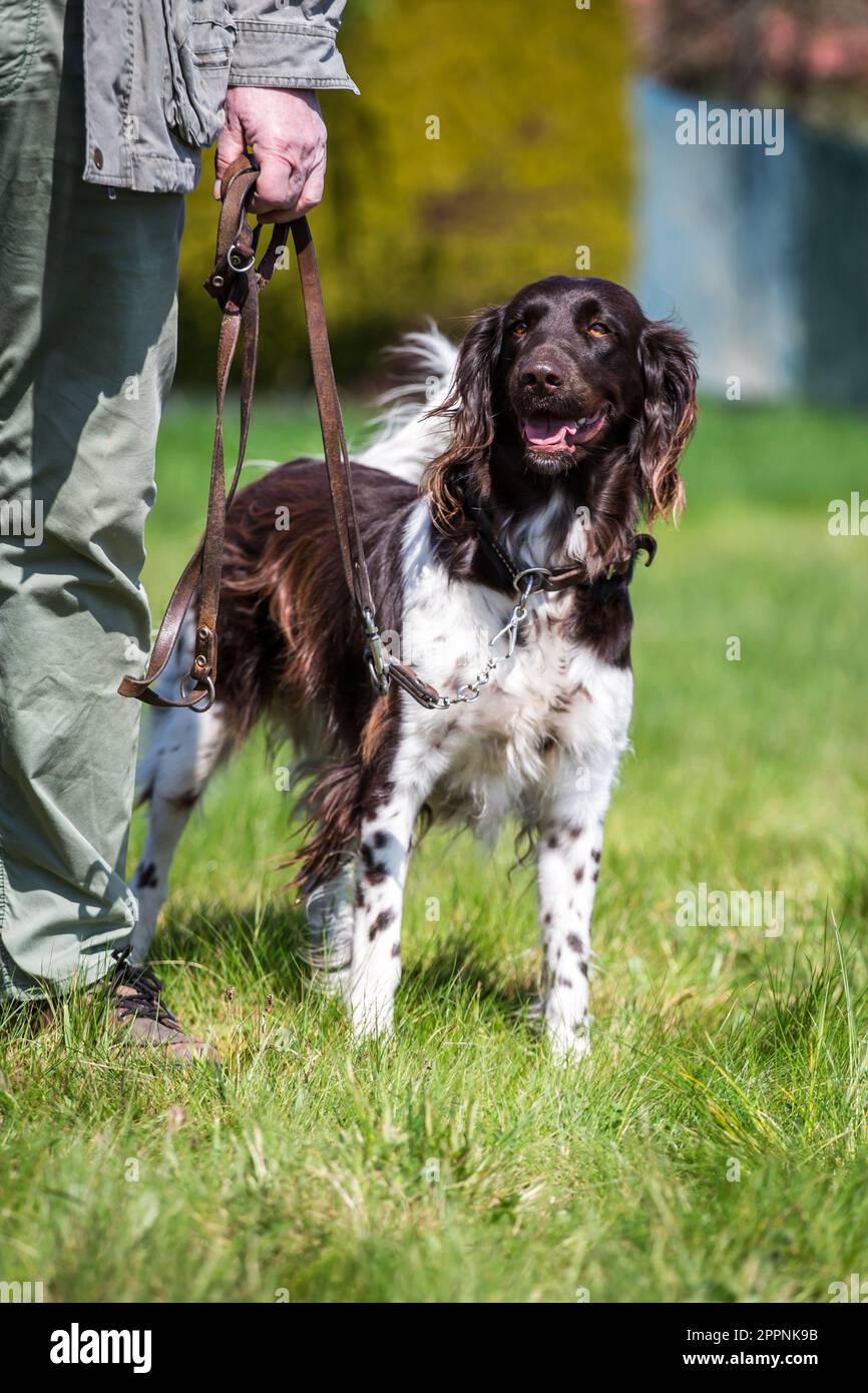 Munsterlander hunting hi-res stock photography and images - Alamy