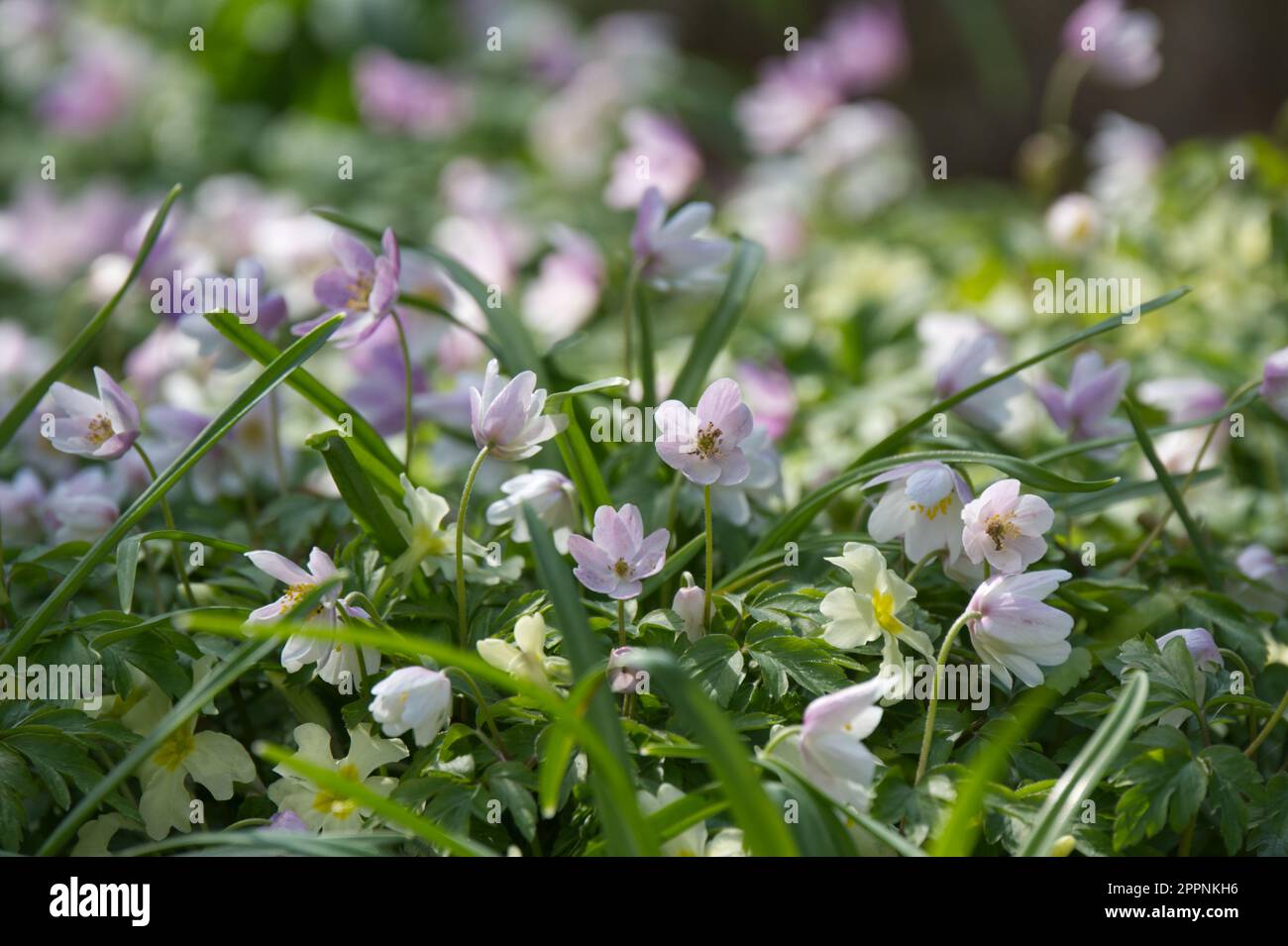 Pale yellow primroses Primula vulgaris and pink spring flowers of wood anemone nemorosa E.A. Bowles in UK garden April Stock Photo