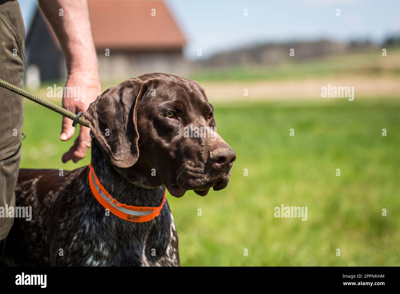 Short haired domestic hi-res stock photography and images - Page 4 - Alamy