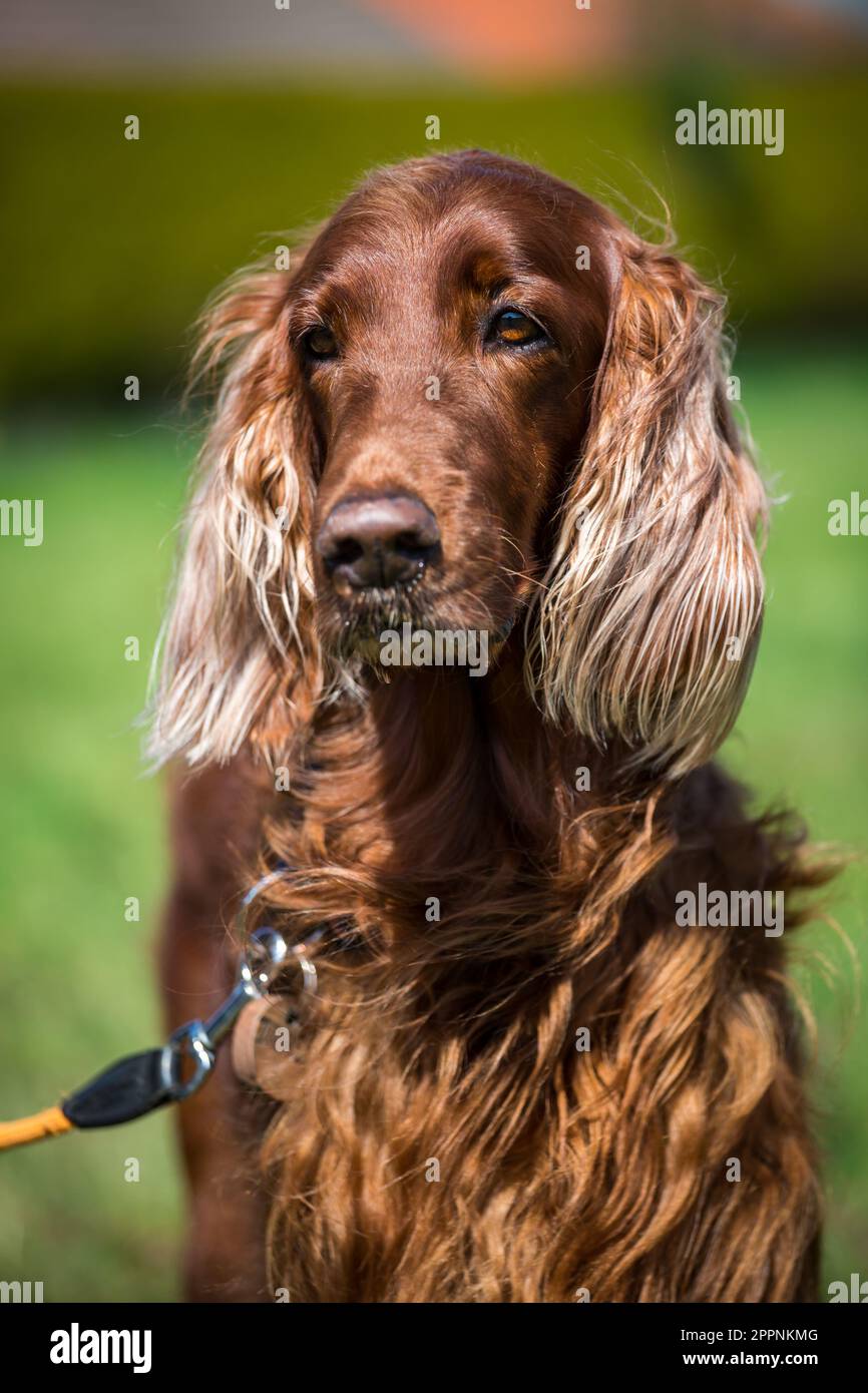 Irish Red Setter Stock Photo Alamy