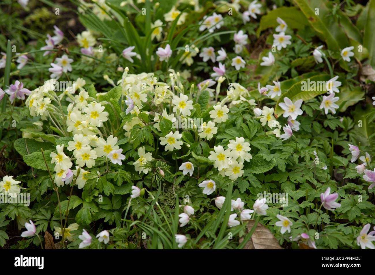 Pale yellow primroses Primula vulgaris and pink spring flowers of wood anemone nemorosa E.A. Bowles in UK garden April Stock Photo