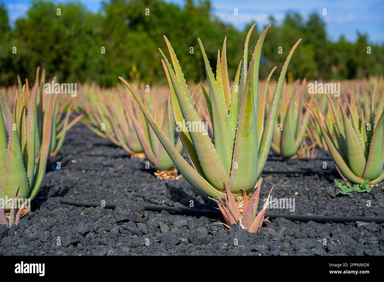crevil essential aloe vera cream Aloe Vera Body Cream main image 0
