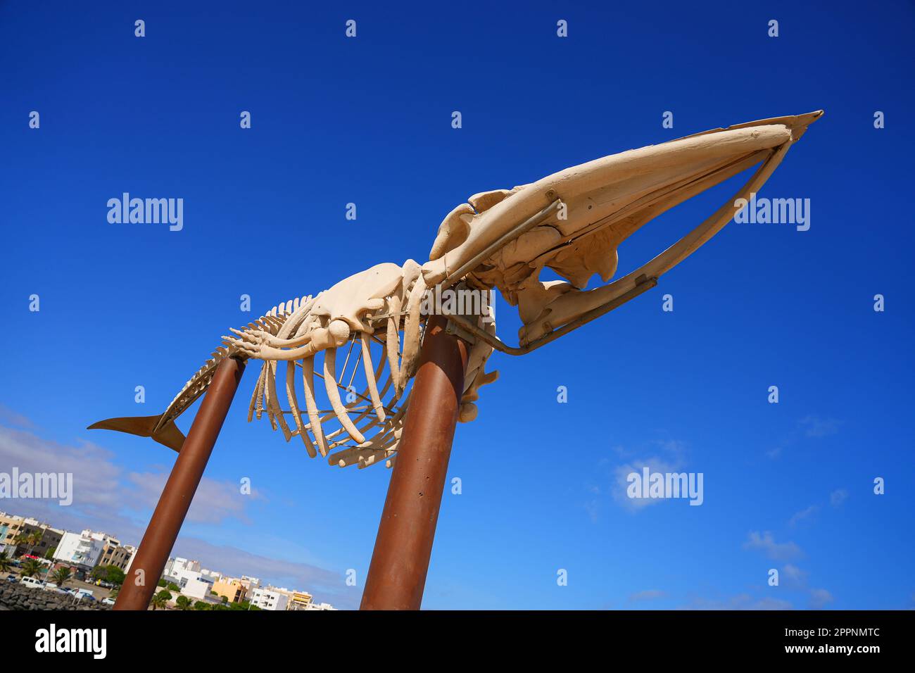 Fin whale skeleton displayed on a jetty by the Atlantic Ocean in Puerto ...