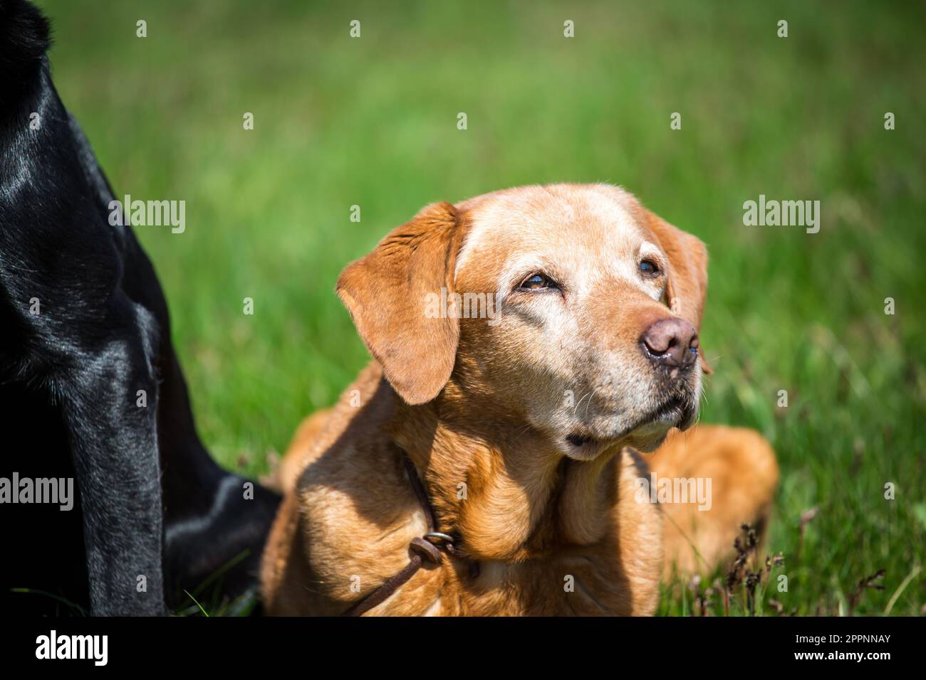Labrador Retriever Stock Photo