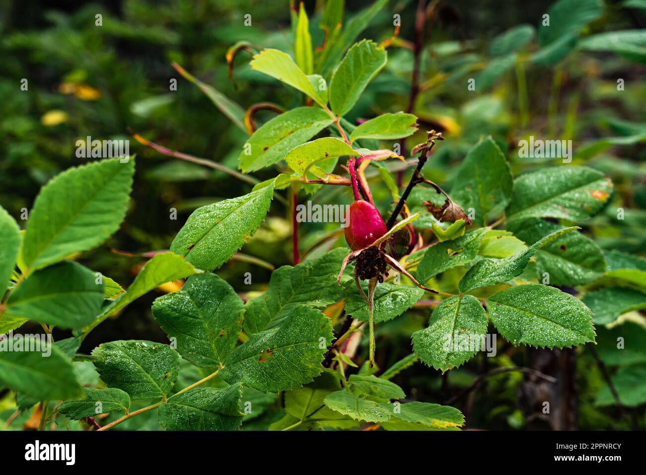 red fruit of Rosa majalis cinnamon rose plant among green leaves Stock Photo