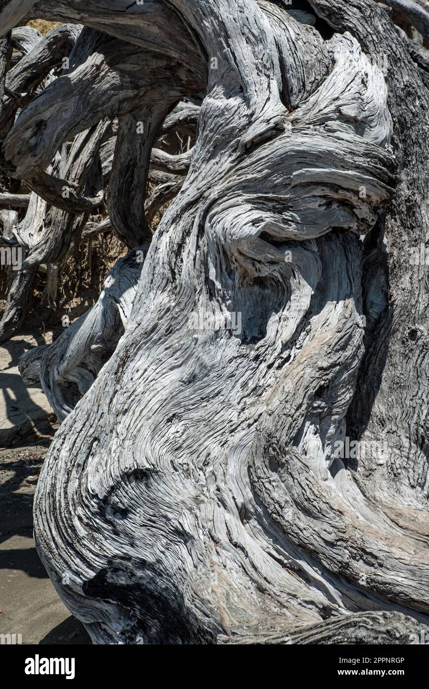 A pice of twisted and bleached pohutukawa driftwood on a New Zealand beach Stock Photo