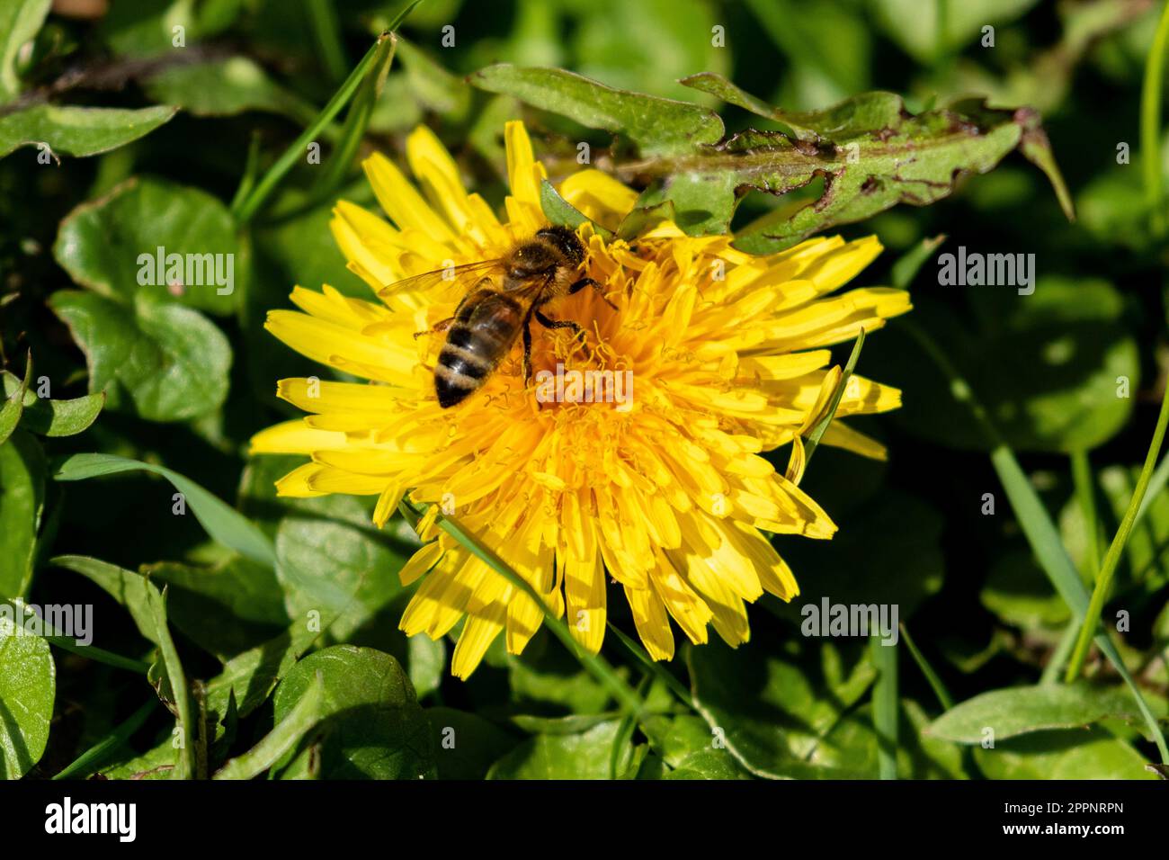 A honey bee (honeybee) feeding on a dandelion (Taraxacum). Dandelions