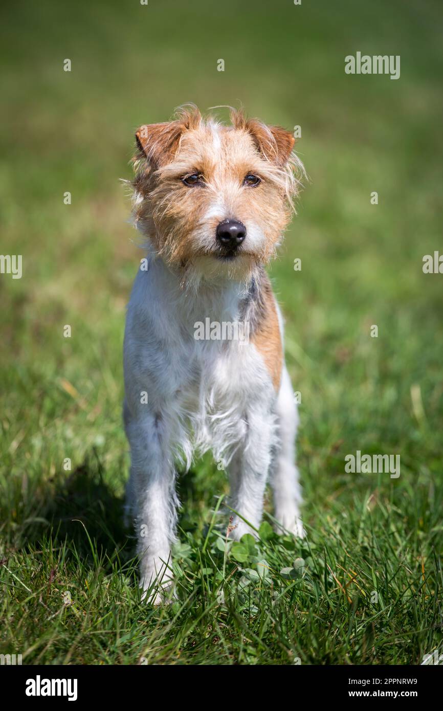 Wire haired parson russell terrier hi-res stock photography and images ...