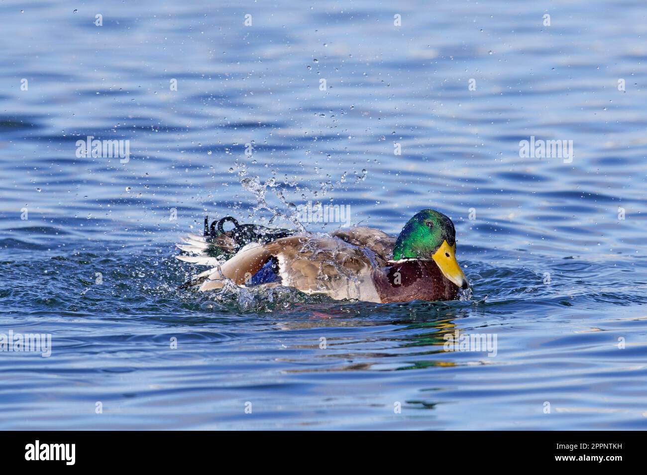 Mallard (Anas platyrhynchos) male duck / drake swimming and bathing by splashing water in pond / lake Stock Photo