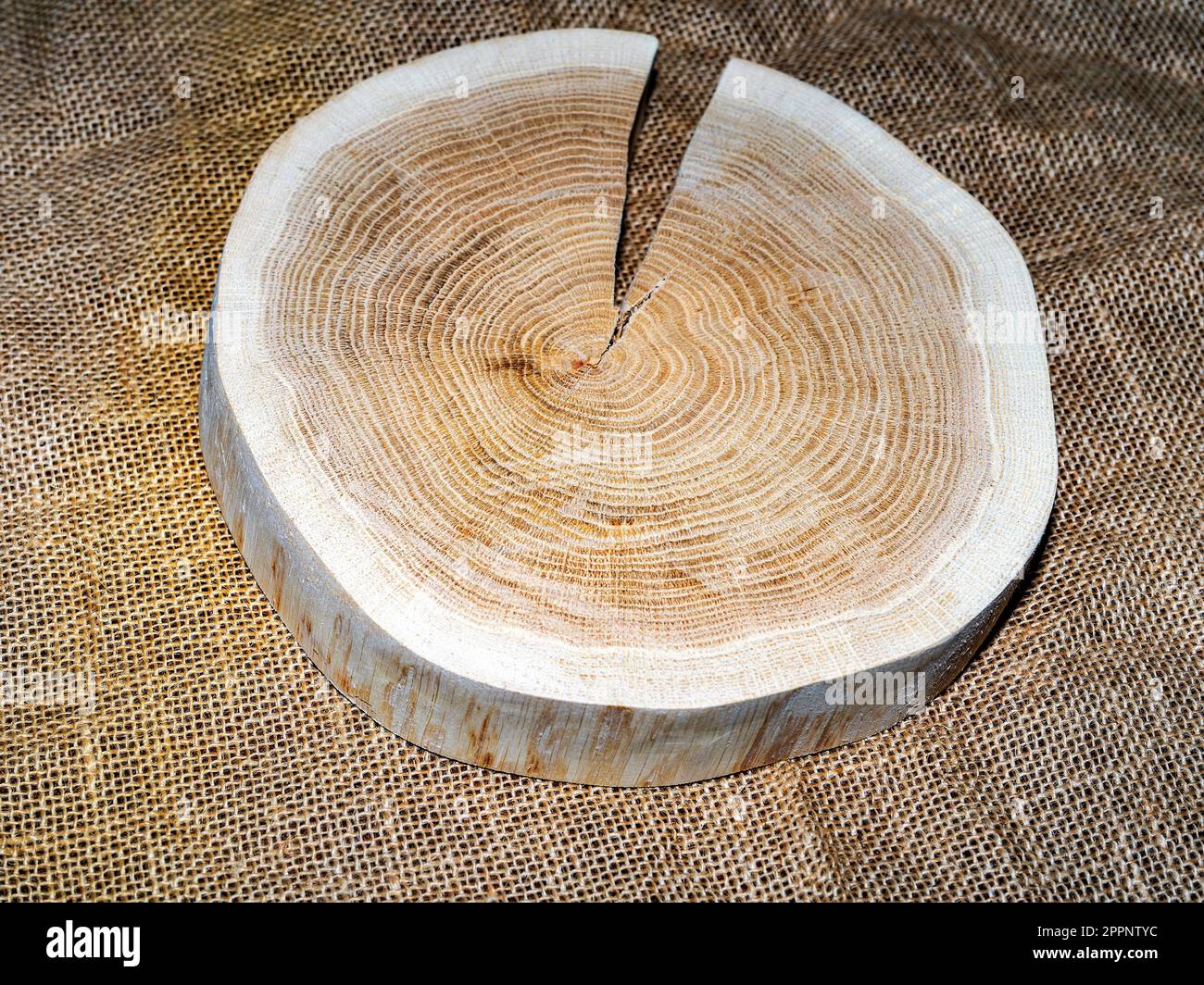 Wooden stump, cross section, cut wood tree trunk slice. Wooden serving tray on burlap background. Stock Photo
