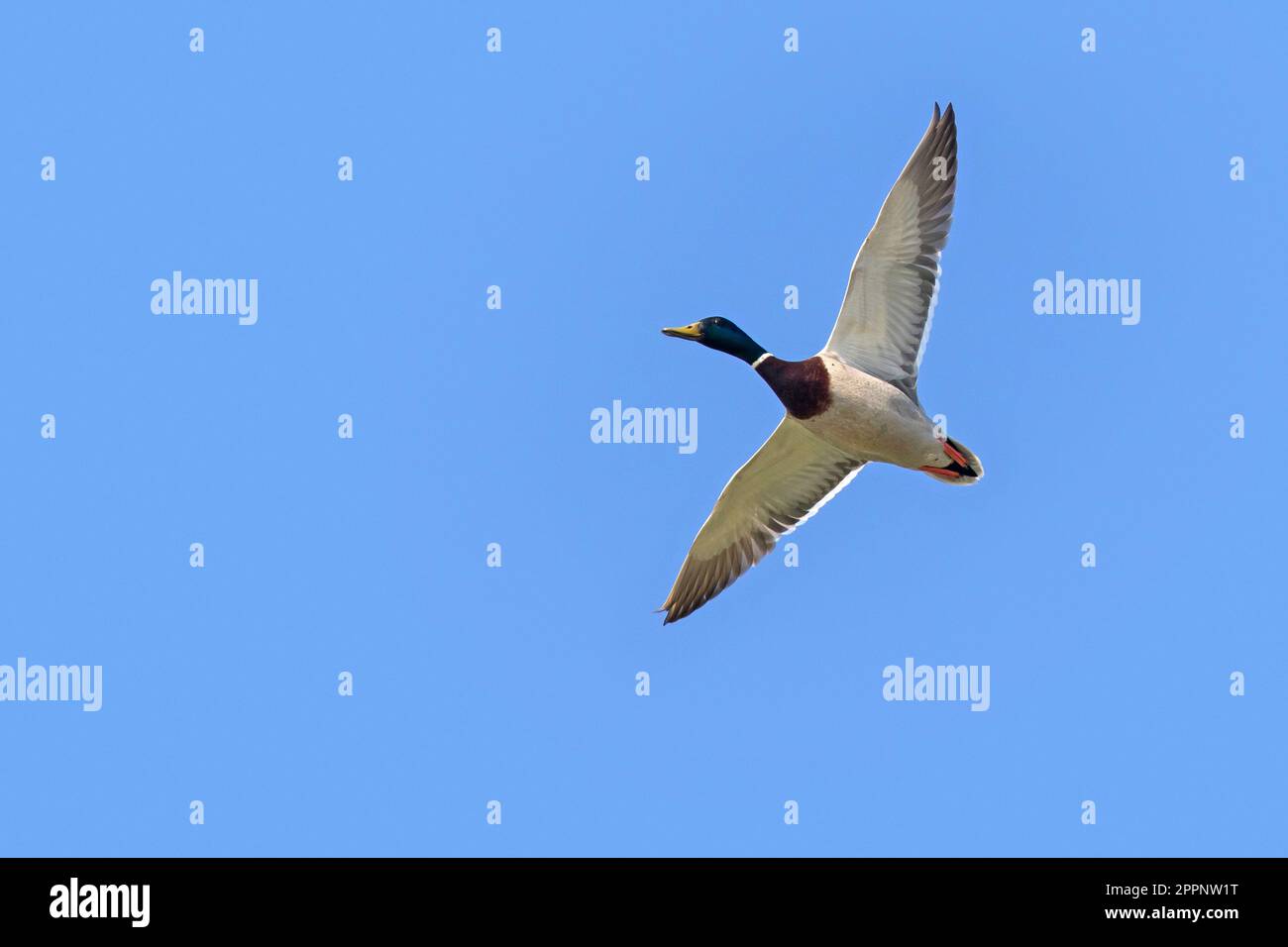 Mallard (Anas platyrhynchos) male duck / drake in breeding plumage in flight against blue sky in spring Stock Photo