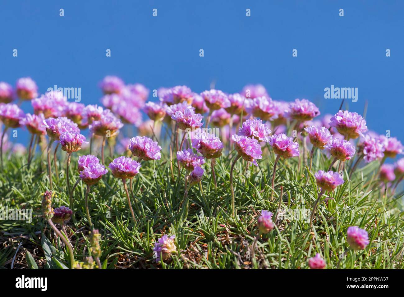 Sea thrift / sea pink (Armeria maritima) in flower along the Atlantic coast in summer Stock Photo