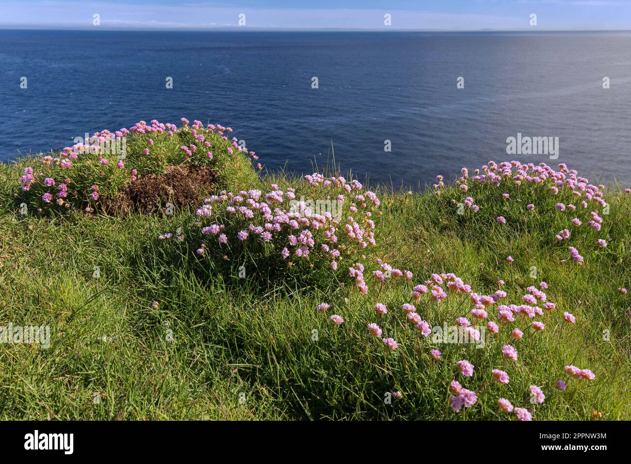 Sea thrift / sea pink (Armeria maritima) in flower along the Atlantic coast in summer Stock Photo