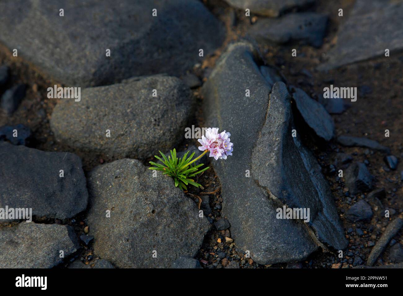 Sea thrift / sea pink (Armeria maritima) in flower among volcanic rocks in lava field, Norðurland eystra / Northeastern Region, Iceland Stock Photo